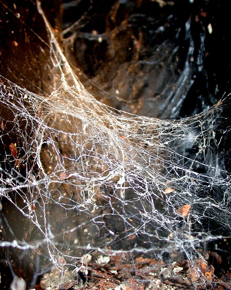 close-up-photo-of-white-spider-web